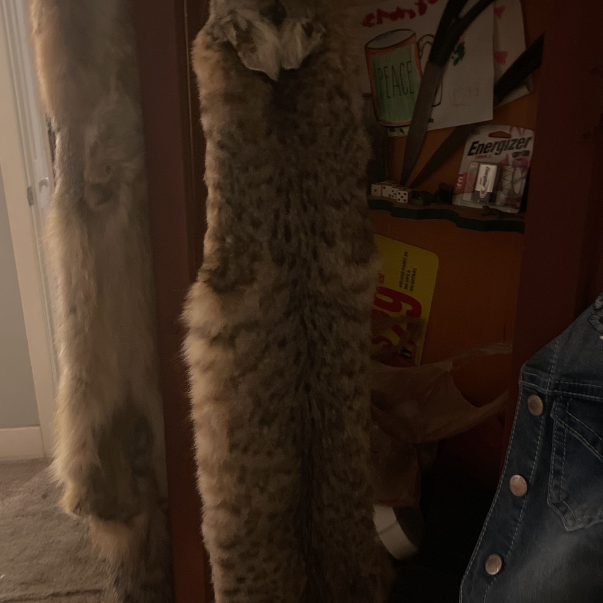 Bobcat Taxidermy.