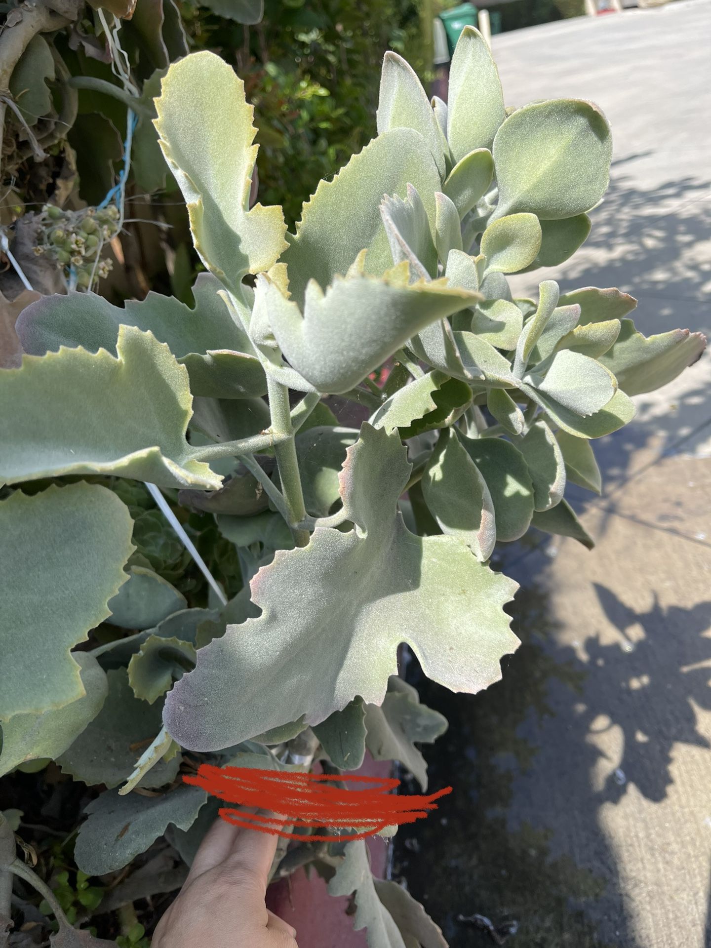 Beautiful Kalanchoe beharensis 'Roseleaf Plant CUTTING 