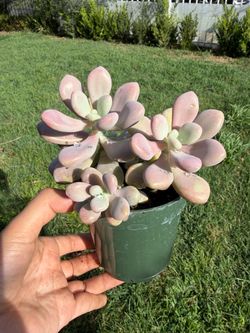 Pink moon stone “Graptopetalum” in 4” pot