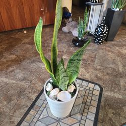 Sansevieria Snake Plants In 6in Ceramic Pot With Shells 