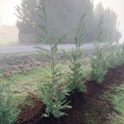 Tress Available Liland Cypress 