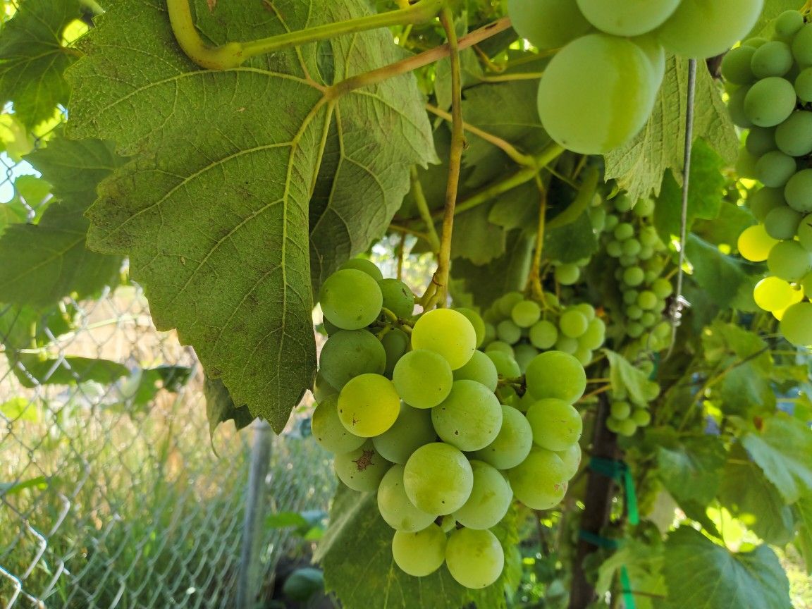 Organic Green Grapes