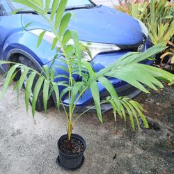 Large Alexander Palm Potted Plant Landscape Plant