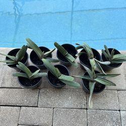 🌱 Aloe variegata “Partridge Breast” – Altman Plants 🌱