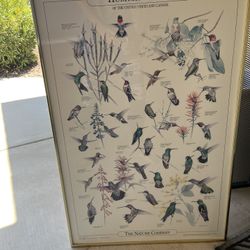 Humming Birds 