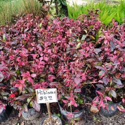 HIBISCUS 🌺 3GALLONS 