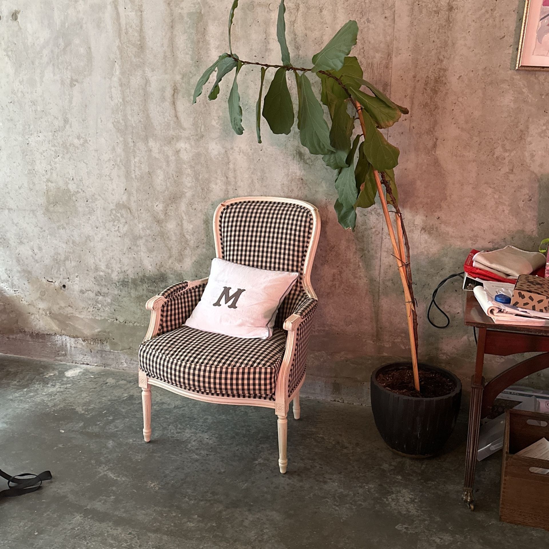 (2) Fiddle leaf Figs