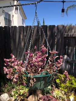 HANGING METAL BASKET PLANTER AND PLANT