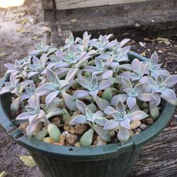 Rosettes Suculents