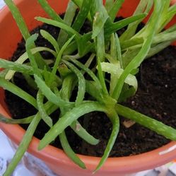 Aloe Vera Plant 