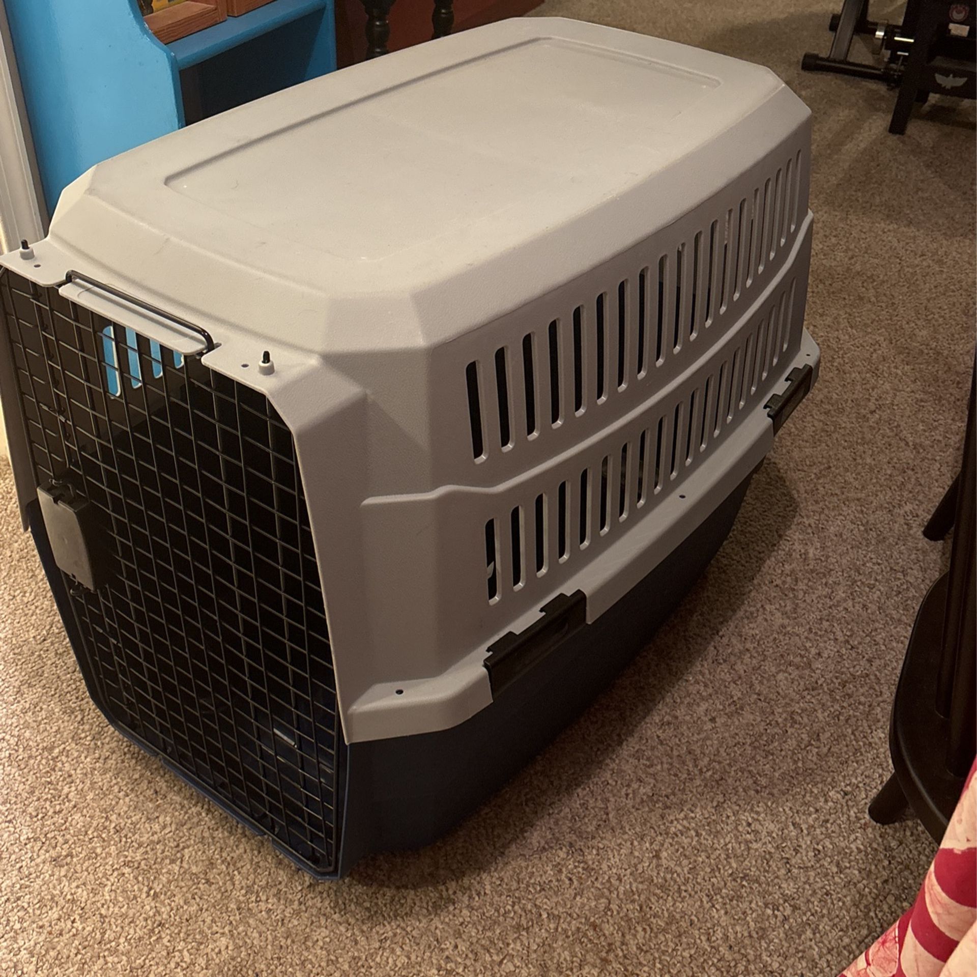 American kennel club Medium-large dog kennel
