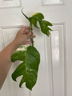 Albo Epi plant CUTTING