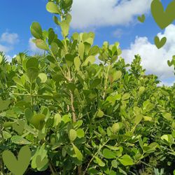 Beautiful Tall Clusia 25gl $95 Privacy Hedge Plants 