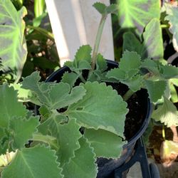 Oregano Orejon, Oregano Italiano