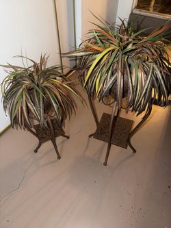 Plant Decorations