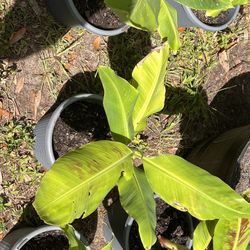 Hardy Banana/ Cranberry Hibiscus Seedlings