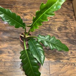 Philodendron Jungle Boogie Plant