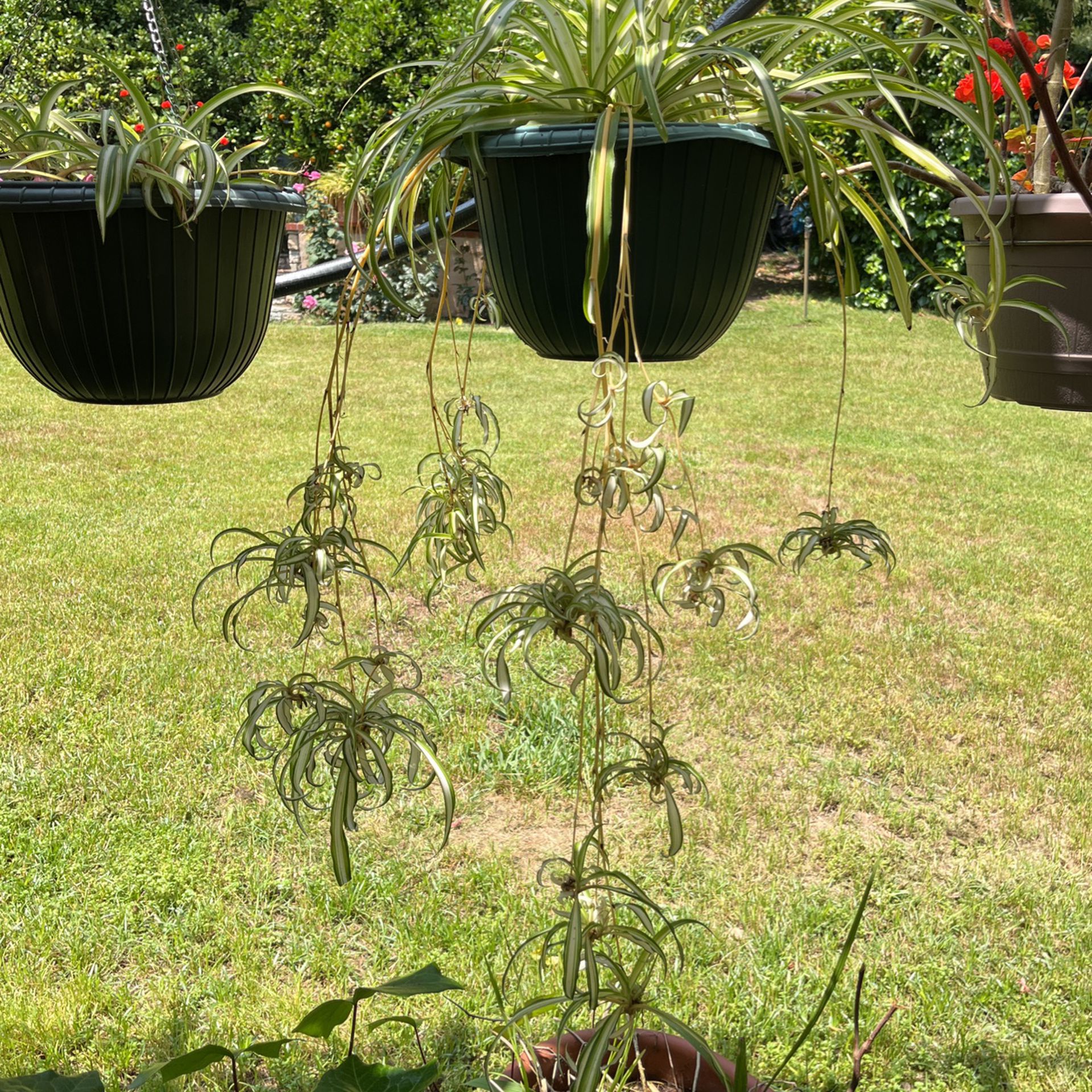 Spider Plants Is A Pot Inside Or Outside Decorative Green Plant 