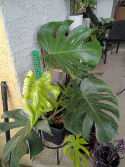 Monstera deliciosa