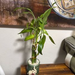 Bamboo Plant