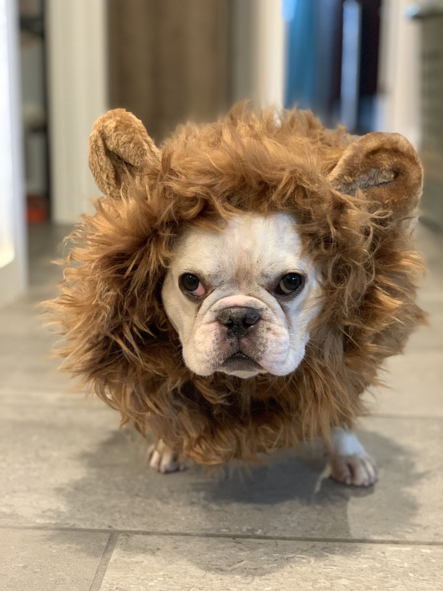 Dog Costume - Lion (Pending Pickup)