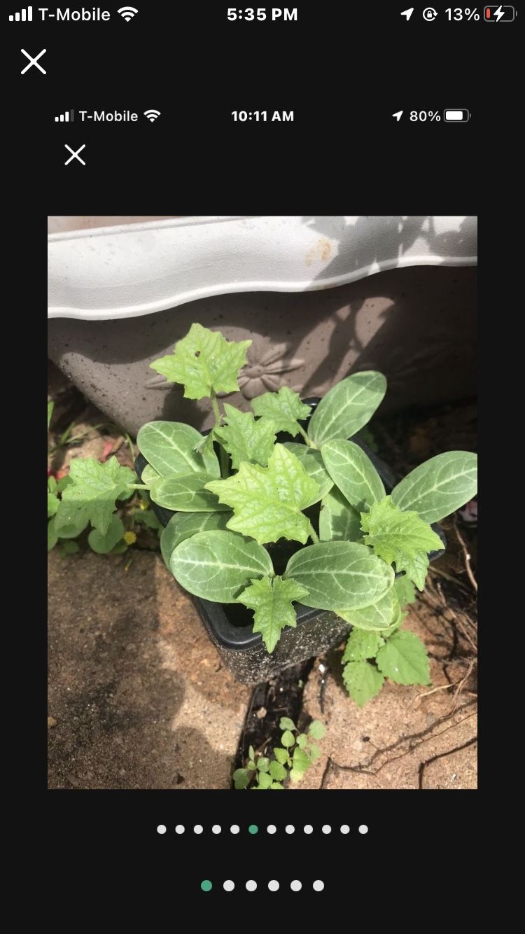 Bitter Mellon Seedling Plants Producing Hundreds Of Fruits pack 2