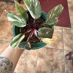 Intergalactic Philodendron Pink Princess 