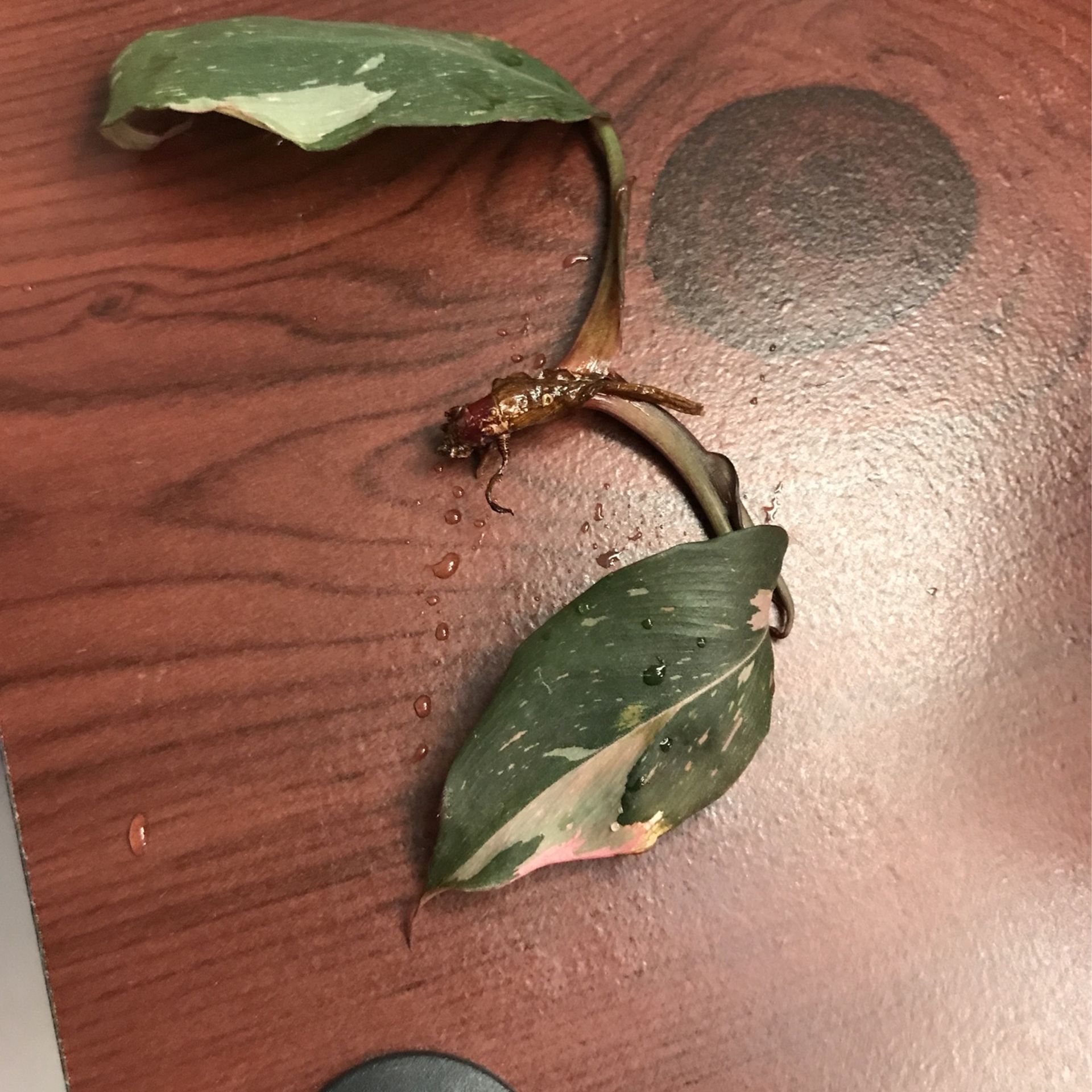 Philodendron Pink Princess Cutting