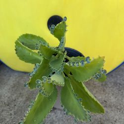 Mother Of Thousands