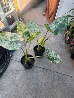 Alocasia 55$ each
