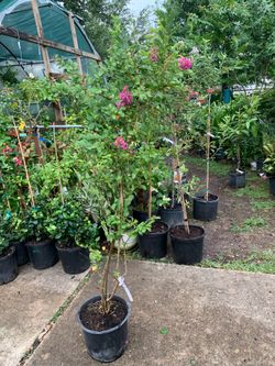 Purple Crape Myrtle tree