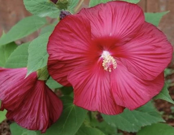 Hibiskus Plants