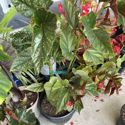 begonia ala de ángel planta