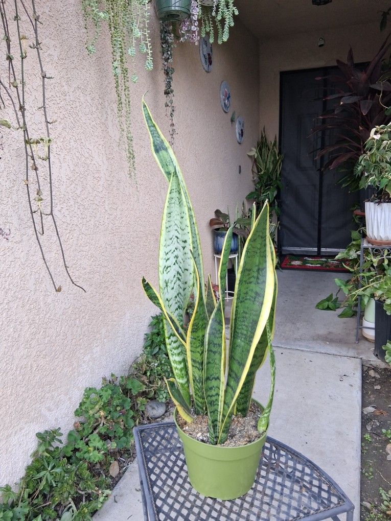 Sensaveria Laurentii "Snake" Plant $25