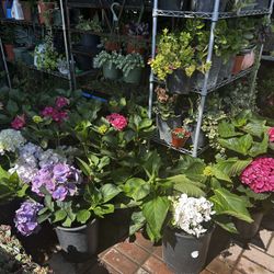 Plantas Y Macetas De Barro 