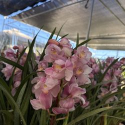 Cymbidium Orchids 