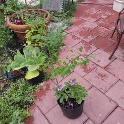 Moringa Natural Health Plant  3ft 3 Gallon Pot