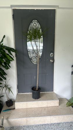 Dragon Tail Dracaena Marginata House Plant Available 