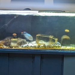 120 Gallon Acrylic Aquarium With Stand