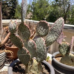 Santa Rita, purple, prickly, pear, cactus rare