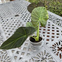 Alocasia Regal Shield