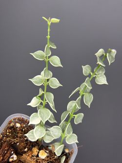 Dischidia ruscifolia 'Variegata' "Million Hearts"