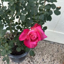 Deep Pink Rose Plant In 5gl