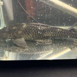 Pelco Fish Comes With 5gl Aquarium for travel