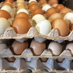 Eggs