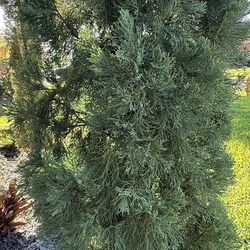 4 Italian Cypress Trees – ~15FT Tall – MUST GO 🌿