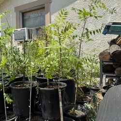 Chinese Pistachio Tree 