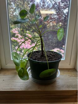 Chinese money plant