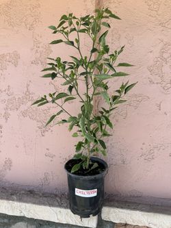 Chiltepin & Chile de Arbol Pepper Plants
