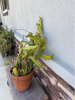 drooping prickly pear cactus